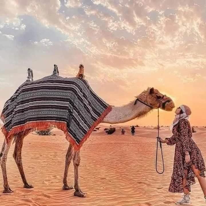 Camel Riding in Abu Dhabi: A Living Bedouin Tradition